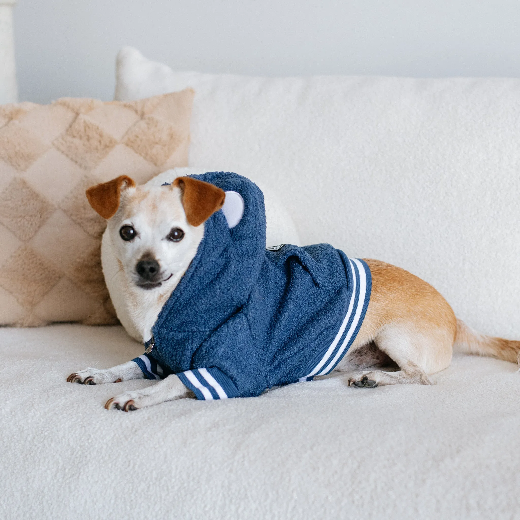 Frenchie Dog Hoodie - Blue Teddy